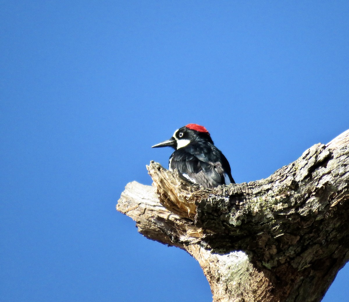 Acorn Woodpecker - ML620758916