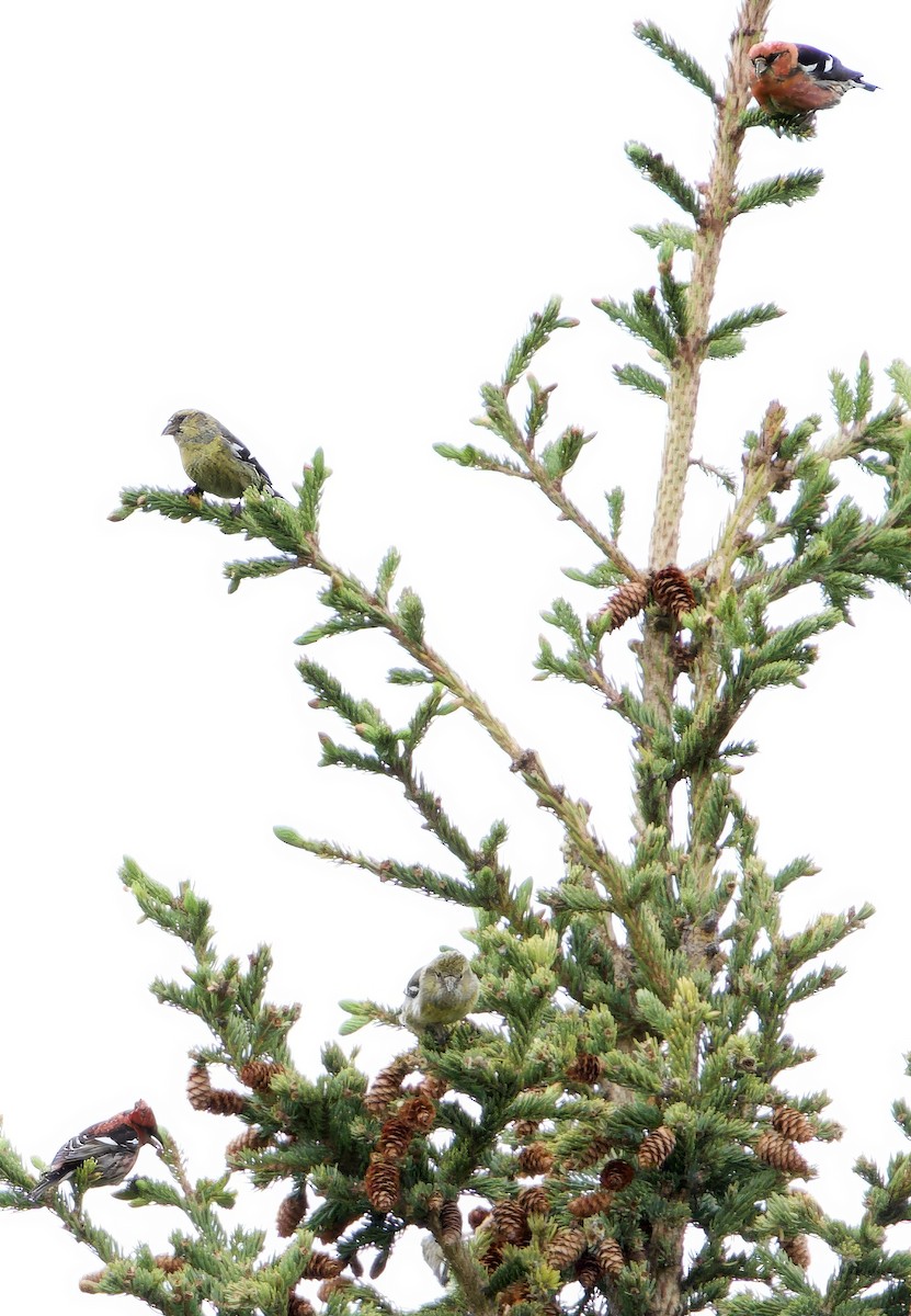 White-winged Crossbill - Mike Sullivan