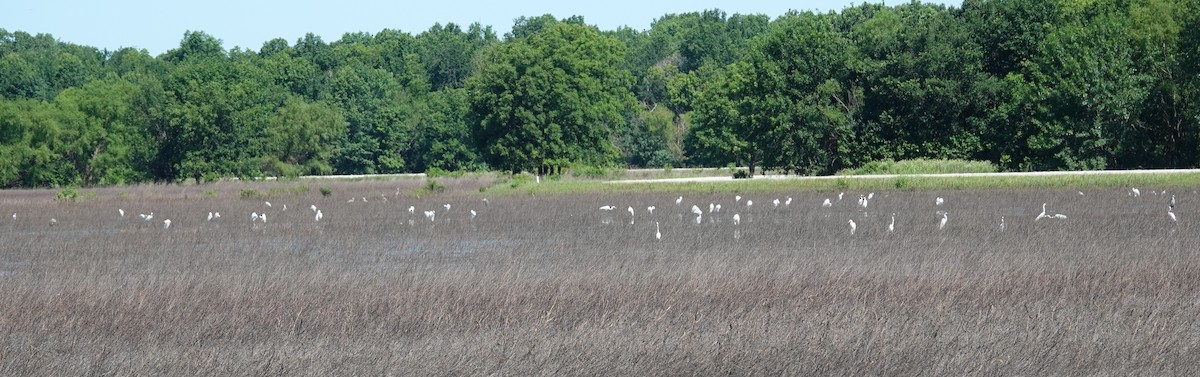 Great Egret - Mark Robbins