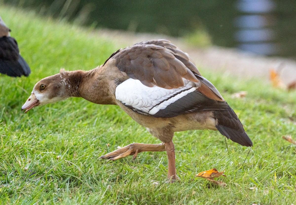 Egyptian Goose - ML620758922