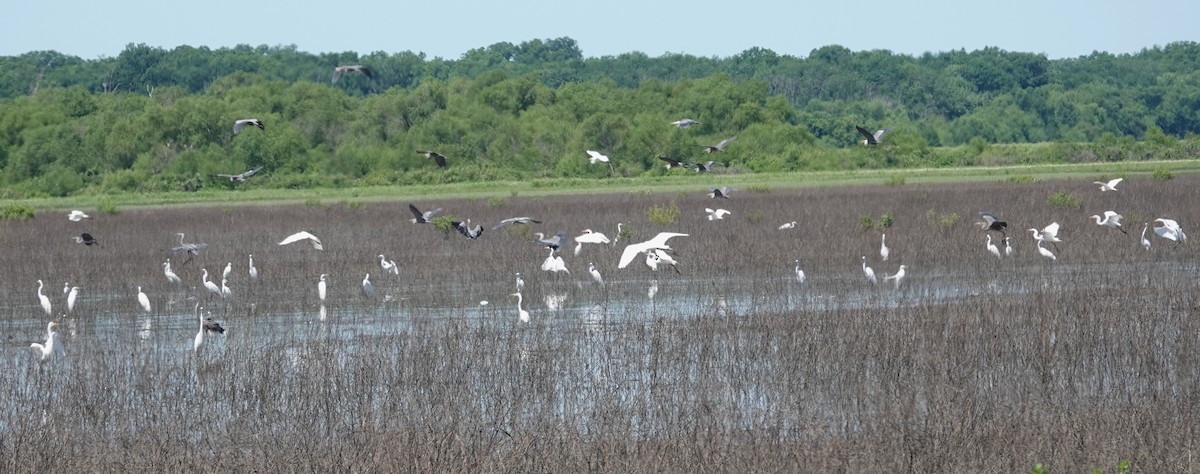 Garza Azulada - ML620758928