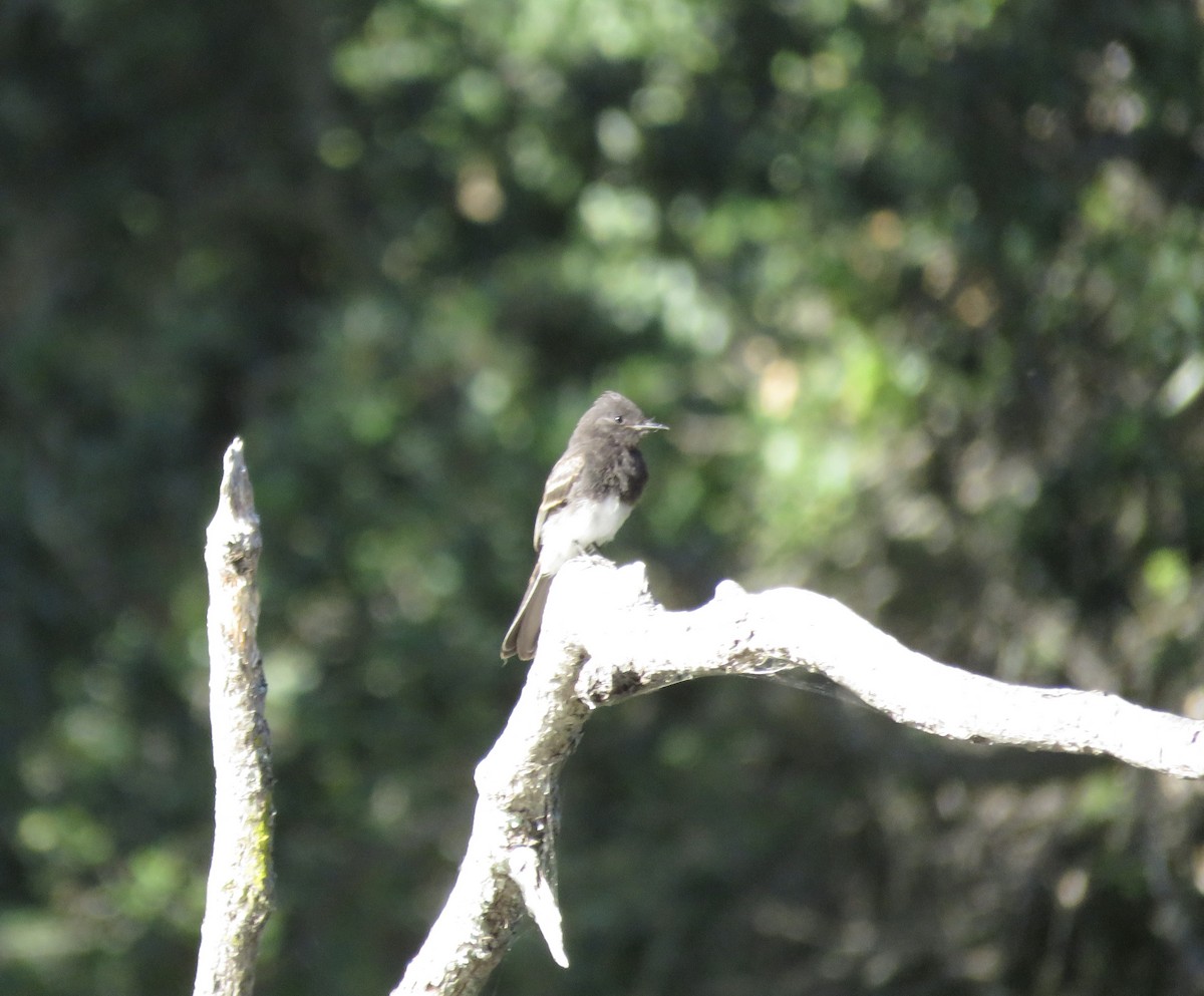 Black Phoebe - ML620758929