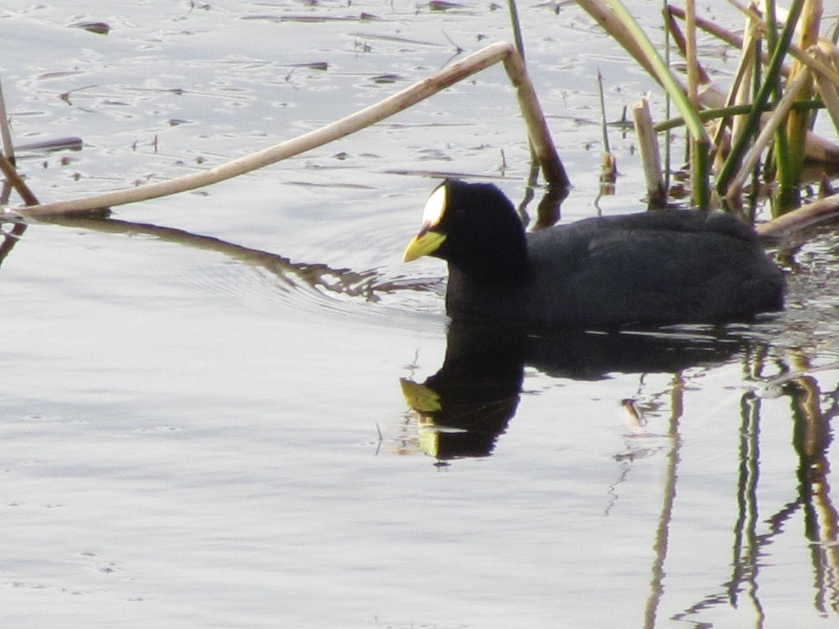 Red-gartered Coot - cynthia arenas