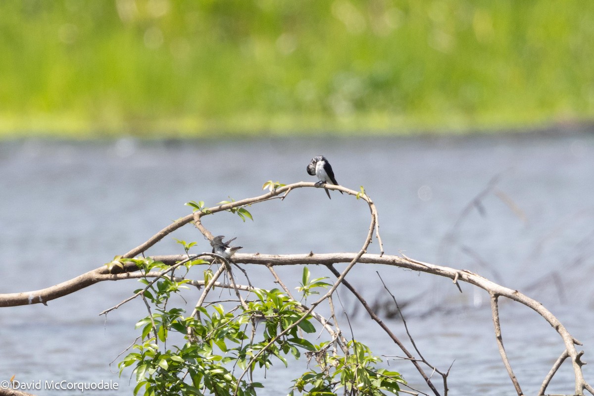 Mangrove Swallow - ML620758935