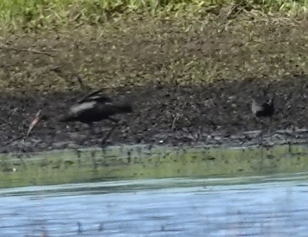 Glossy/White-faced Ibis - ML620758938