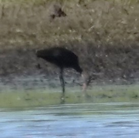 Glossy/White-faced Ibis - ML620758940