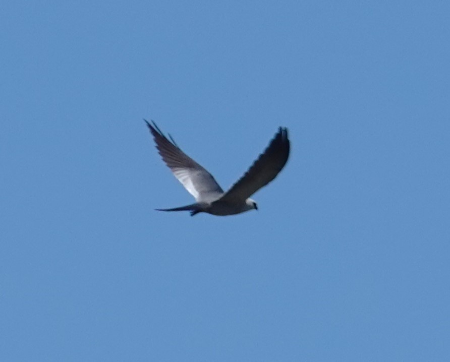 Mississippi Kite - ML620758946