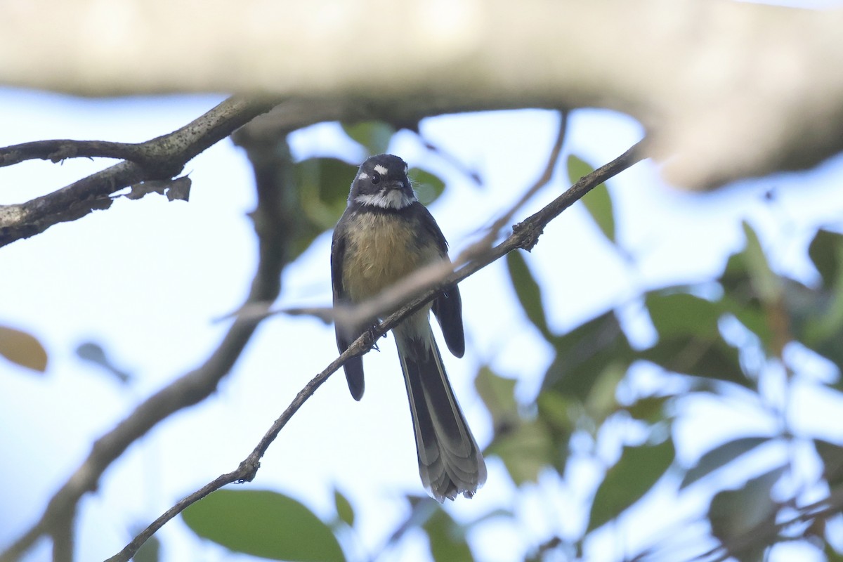 Gray Fantail - ML620758947