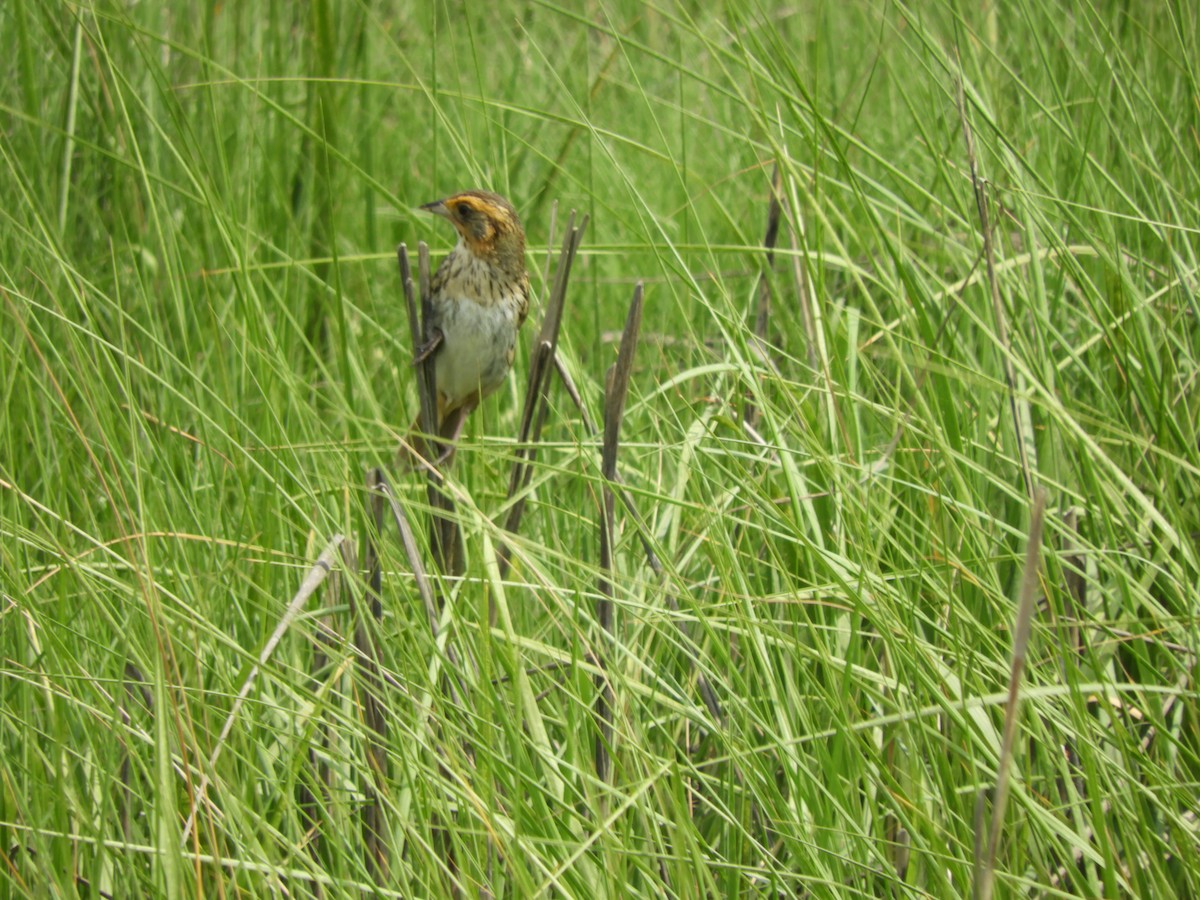 Bruant à queue aiguë - ML620758951