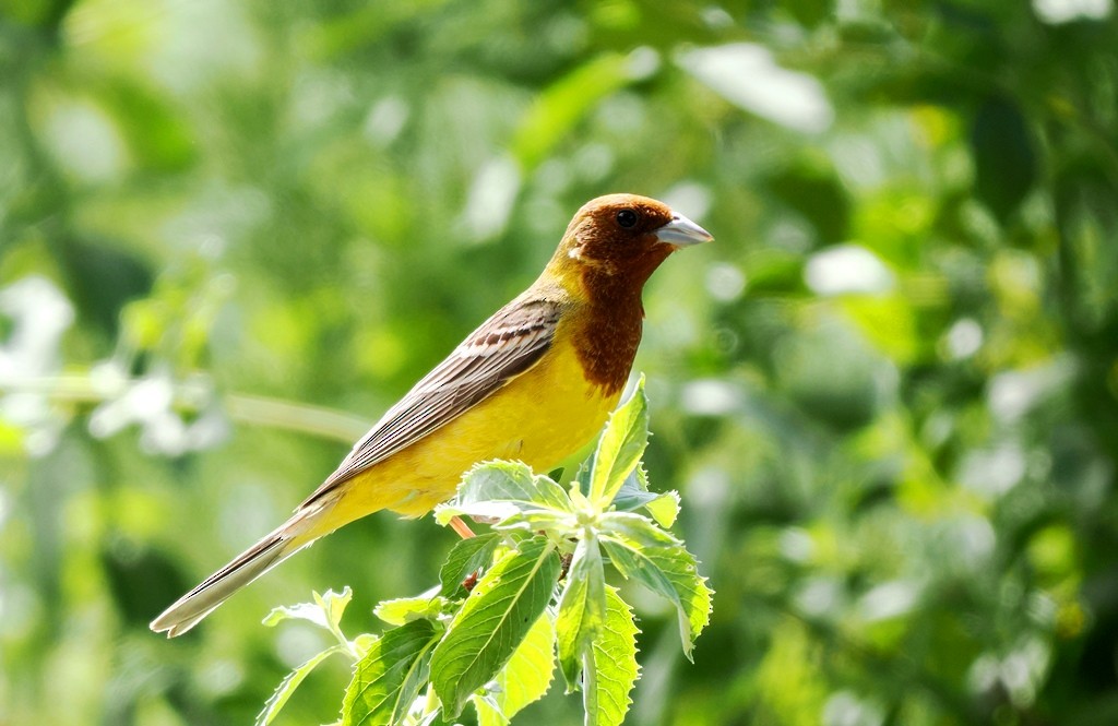 Red-headed Bunting - ML620758952