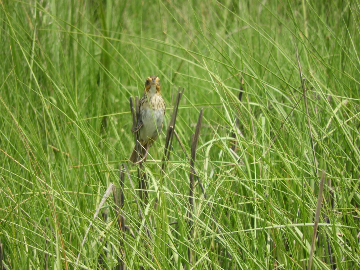 Bruant à queue aiguë - ML620758954