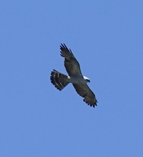 Mississippi Kite - ML620758957