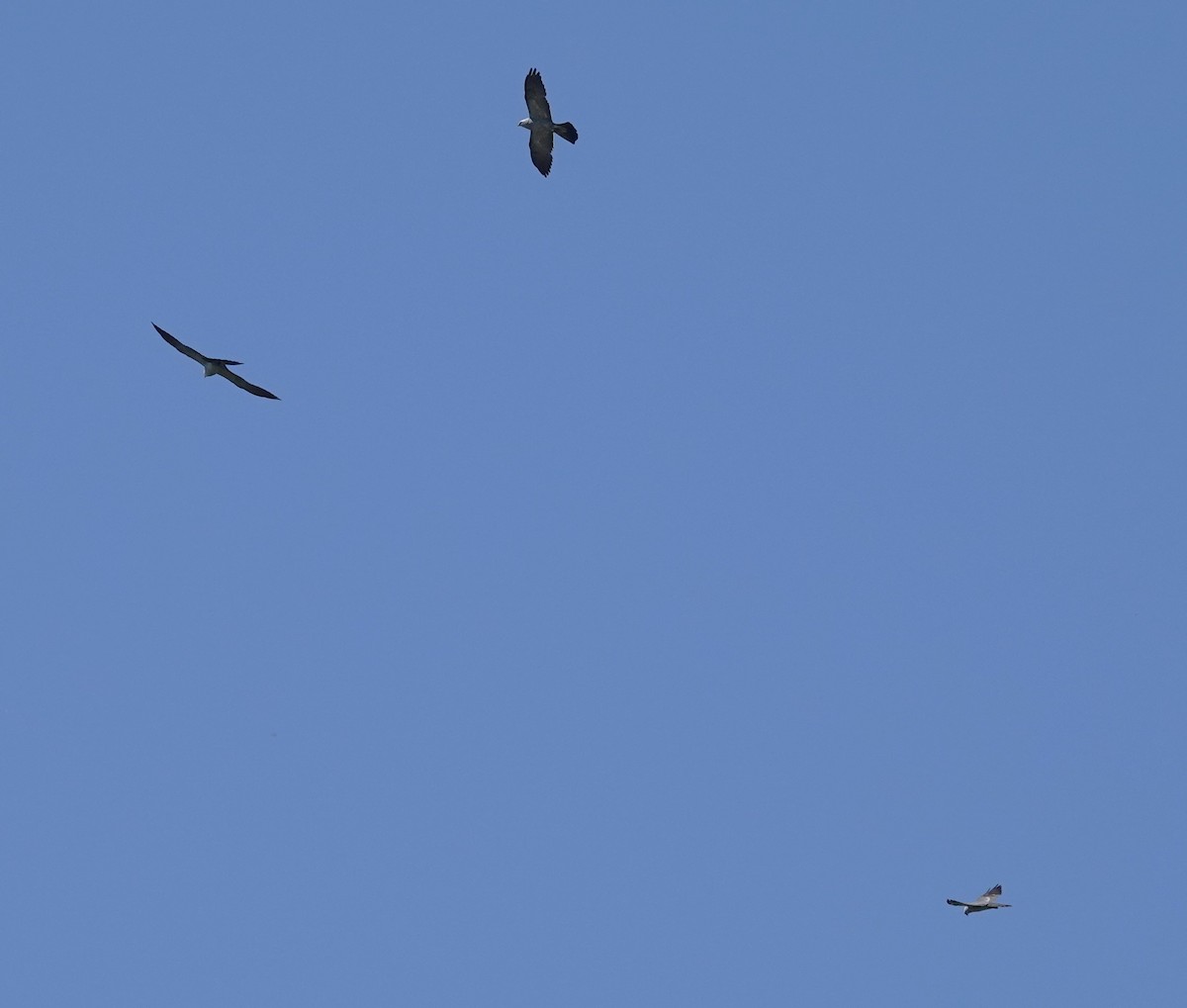 Mississippi Kite - ML620758958