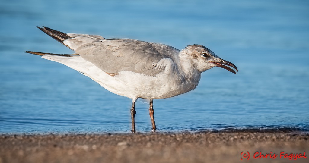 Laughing Gull - ML620758964