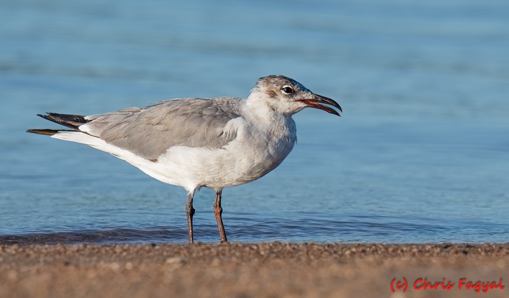 Laughing Gull - ML620758965