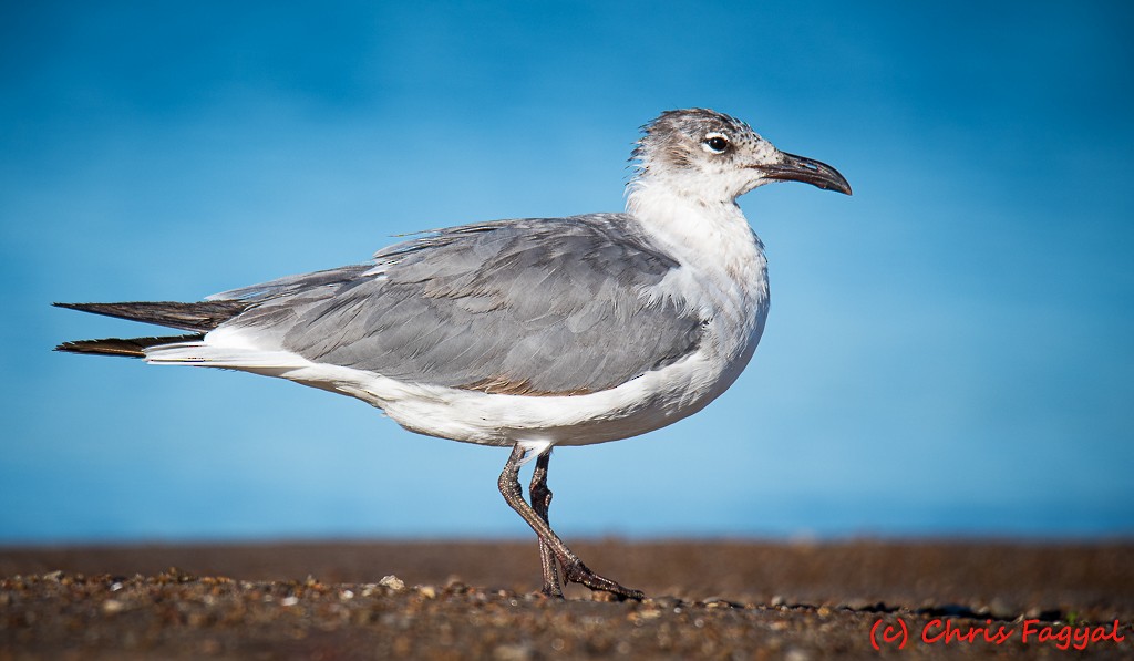 Mouette atricille - ML620758966