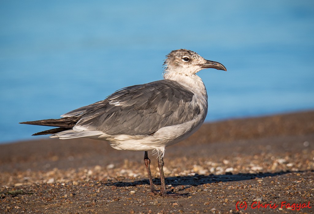 Laughing Gull - ML620758967