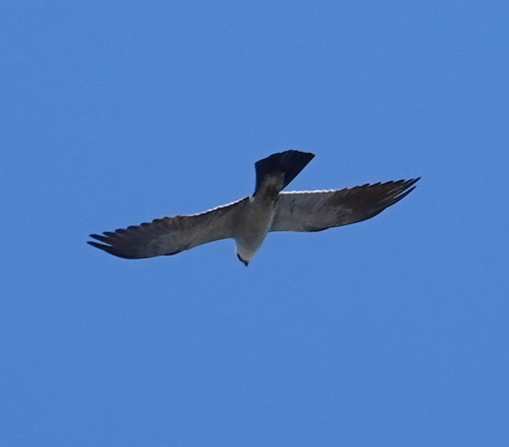 Mississippi Kite - ML620758969