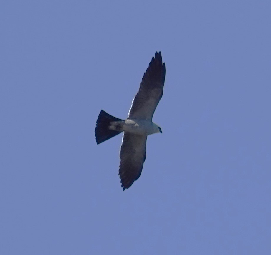 Mississippi Kite - ML620758970