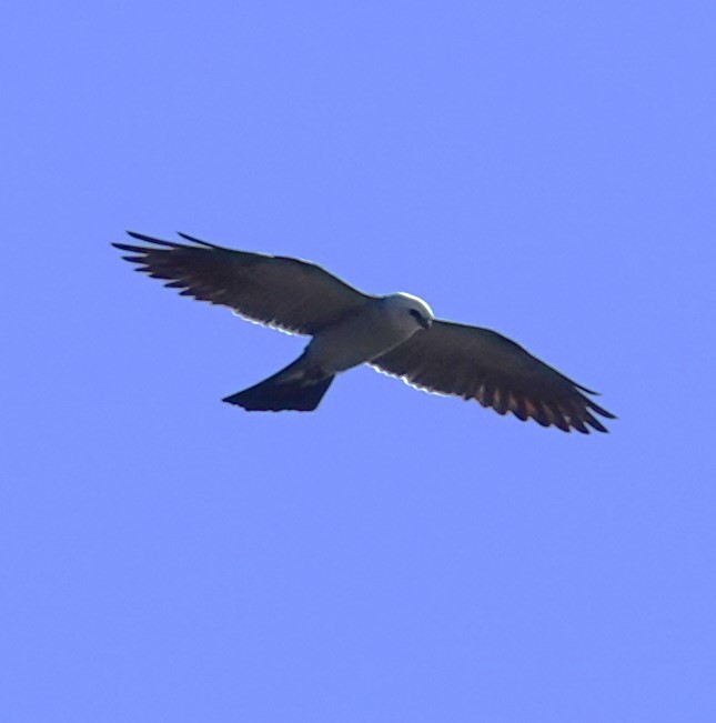 Mississippi Kite - ML620758973