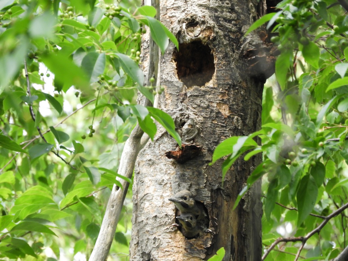 Northern Flicker (Yellow-shafted) - Laura Markley