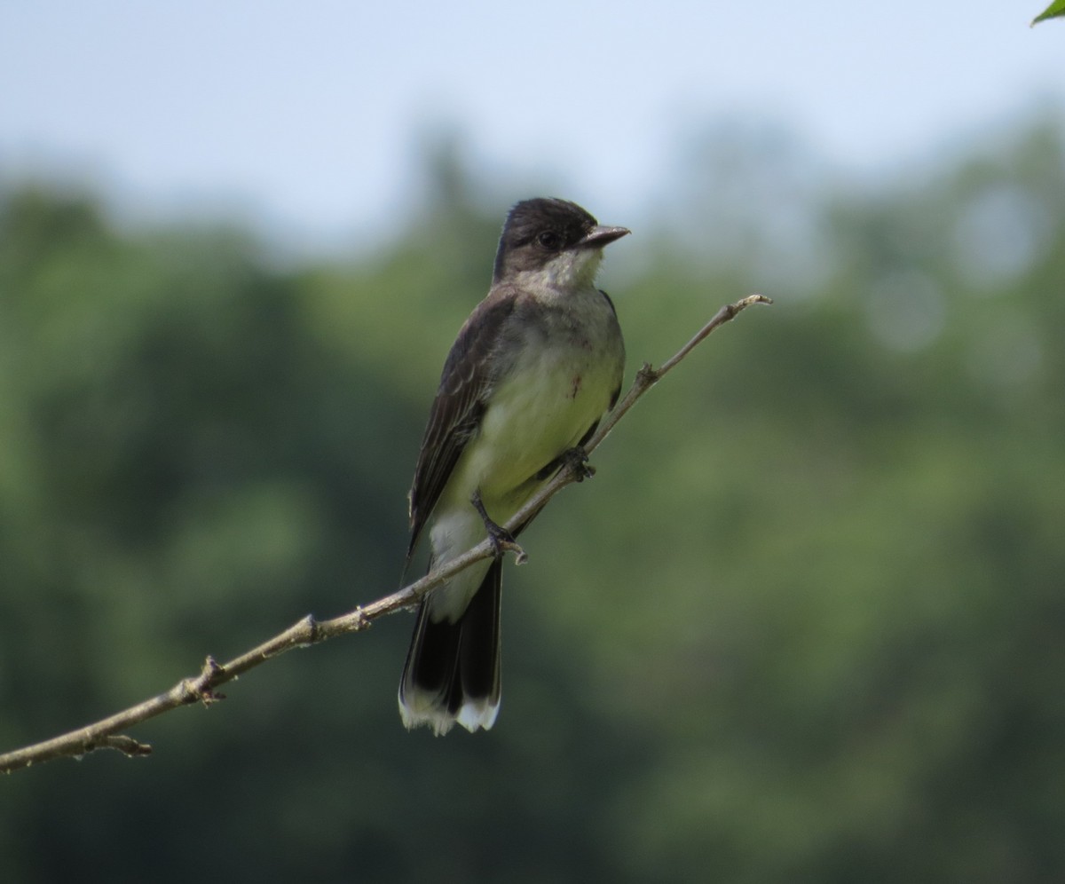 Eastern Kingbird - ML620758979