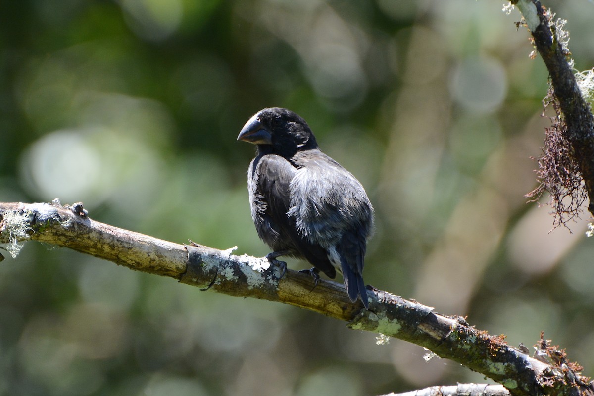 Large Ground-Finch - ML620758980