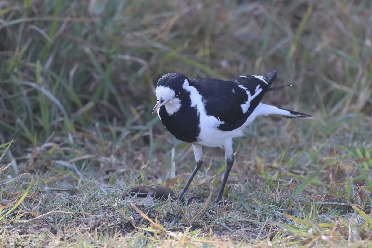 Magpie-lark - ML620758985