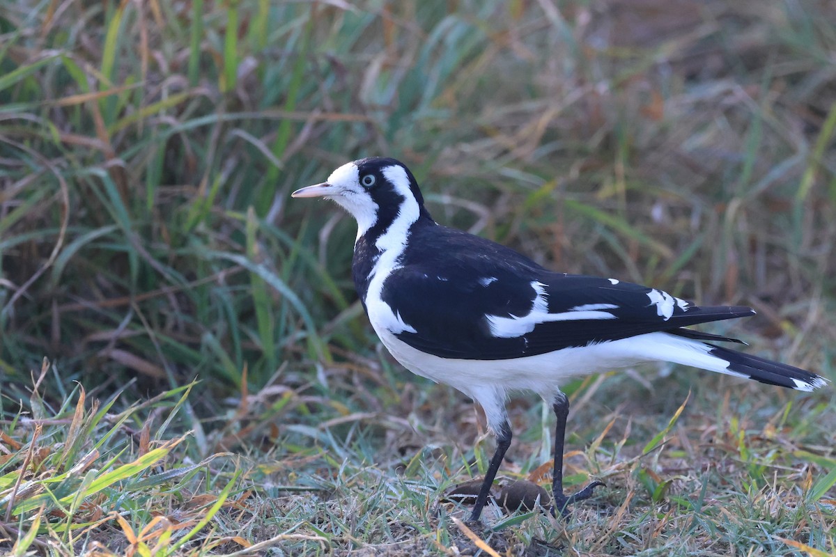 Magpie-lark - ML620758986