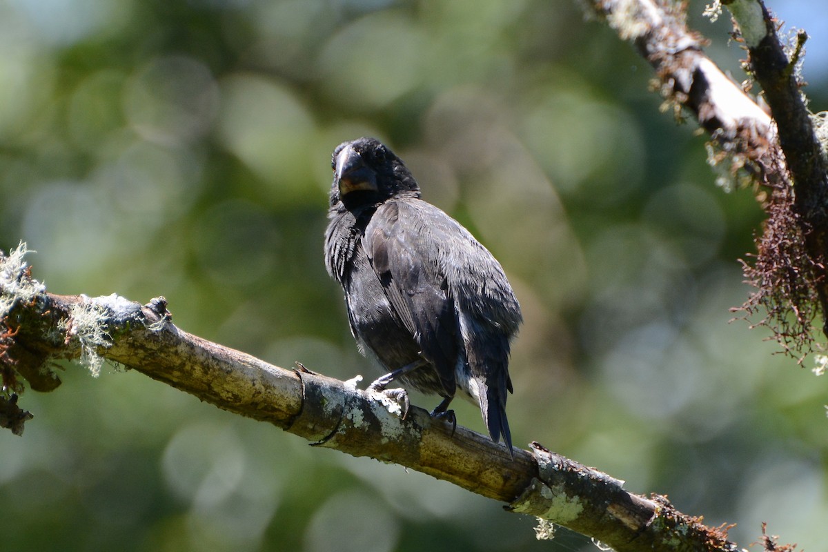 Large Ground-Finch - ML620758987