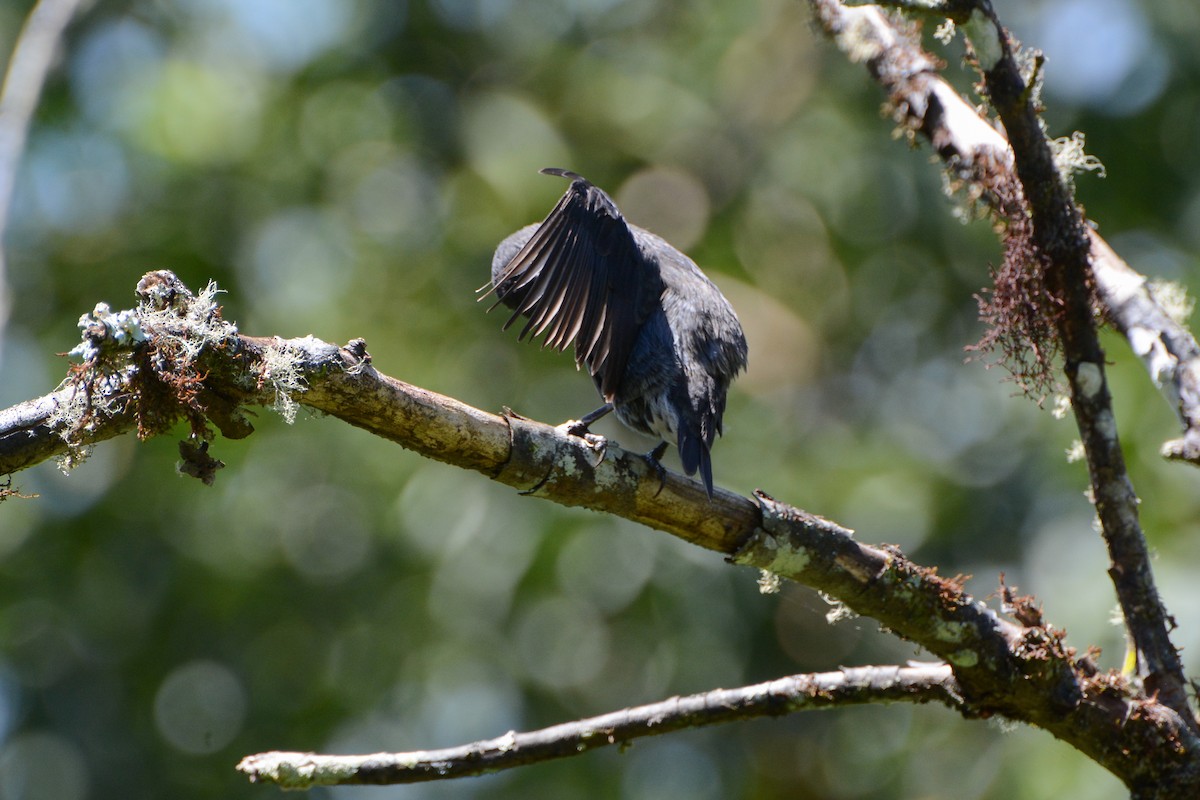 Large Ground-Finch - ML620758989