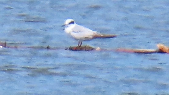 Forster's Tern - ML620758990