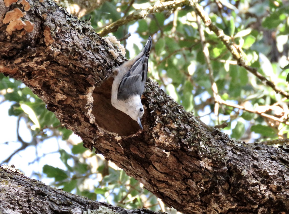 White-breasted Nuthatch - ML620758993