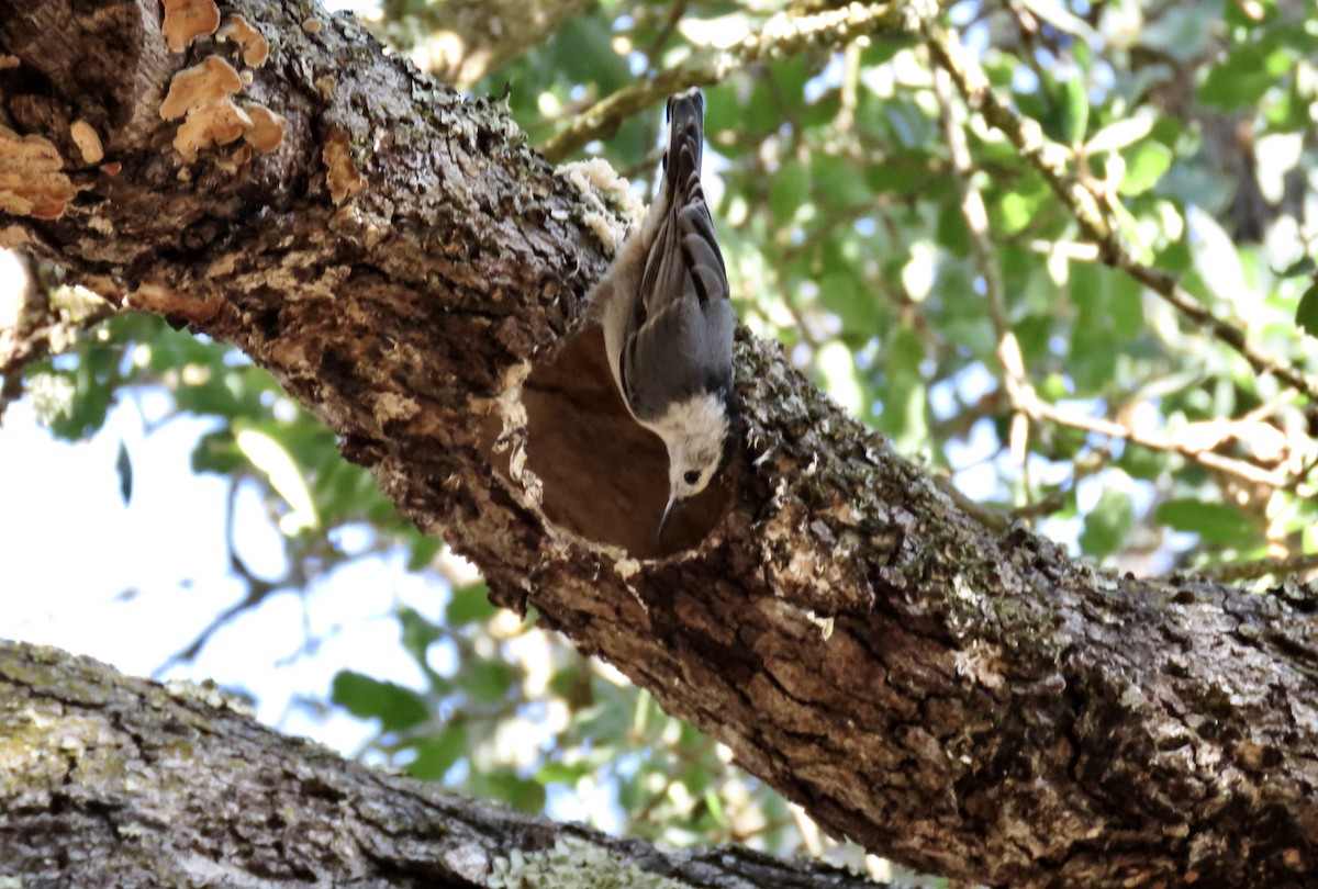 White-breasted Nuthatch - ML620758994