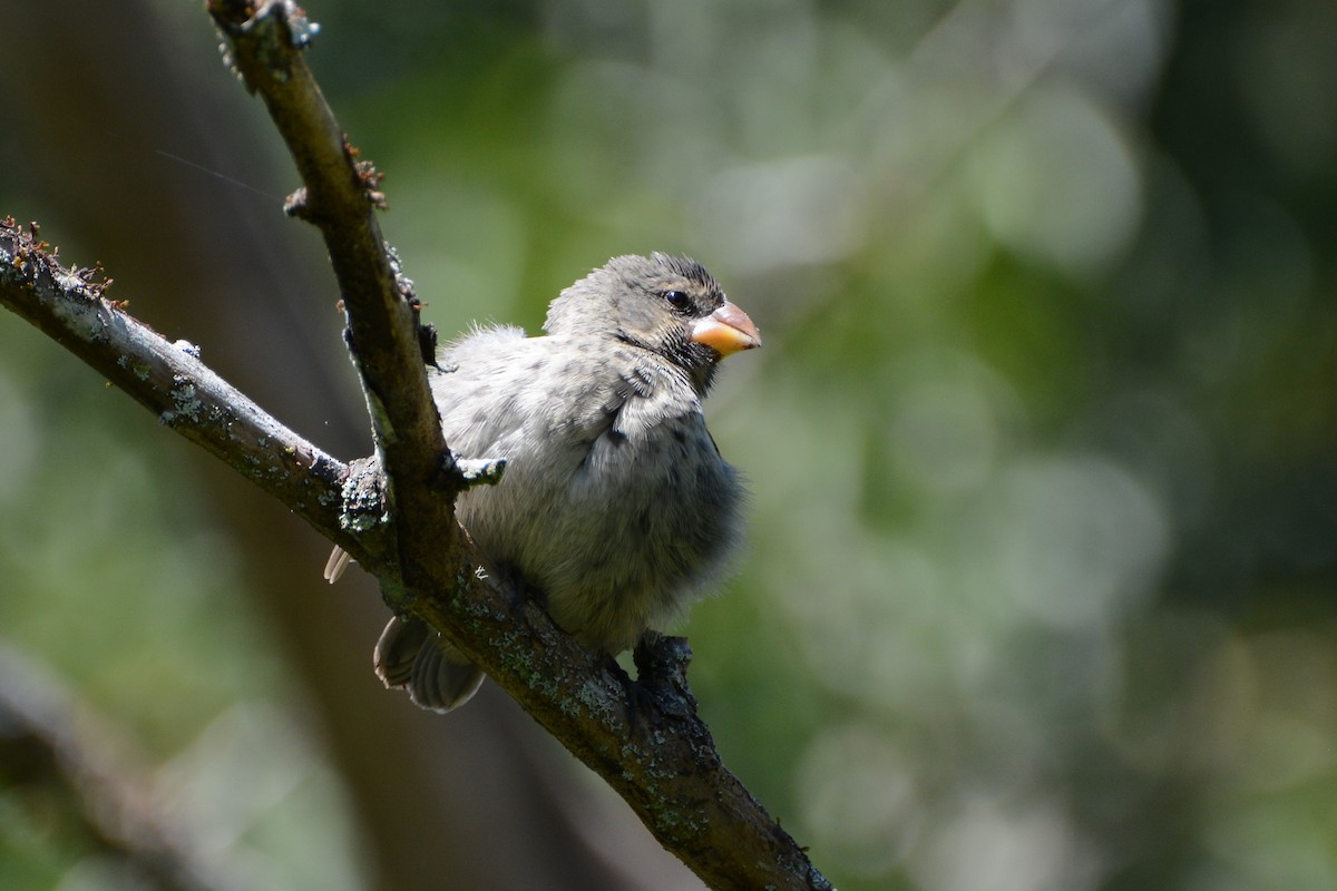 Medium Ground-Finch - ML620758995