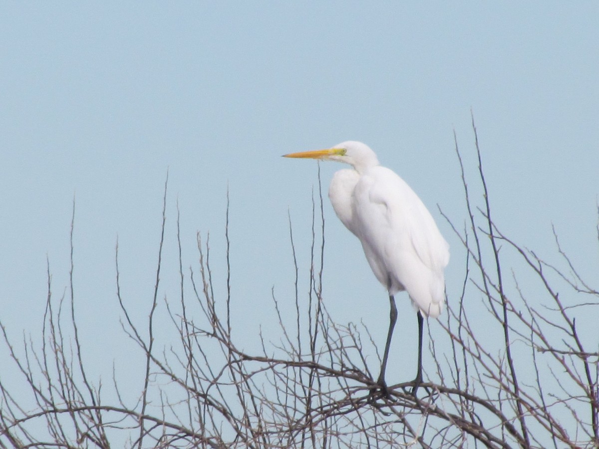 Great Egret - ML620758997