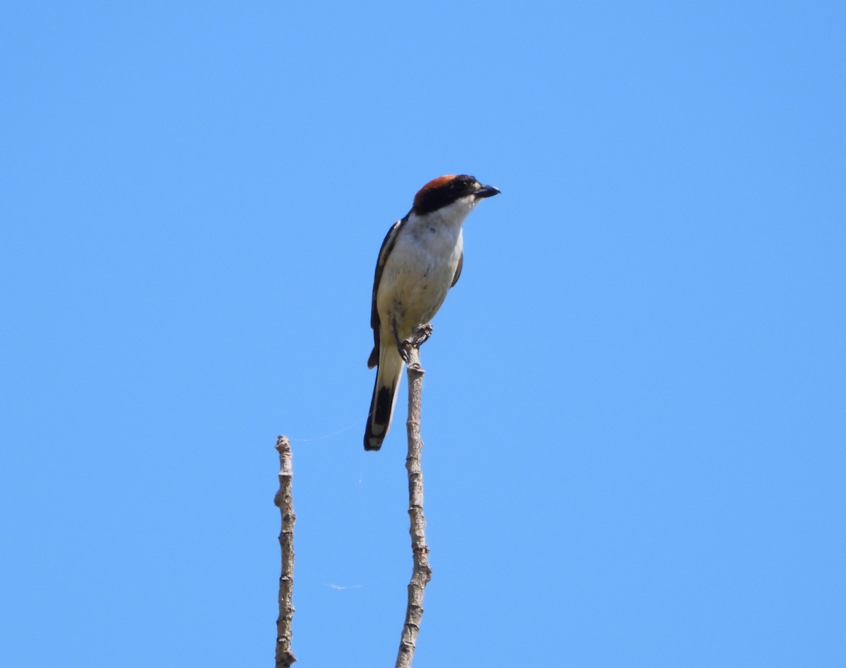 Woodchat Shrike - ML620758998