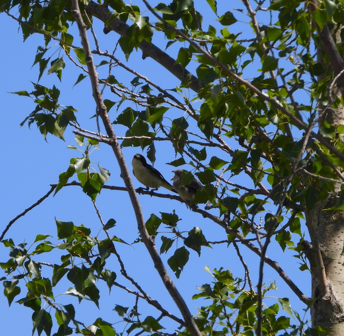 Woodchat Shrike - ML620758999