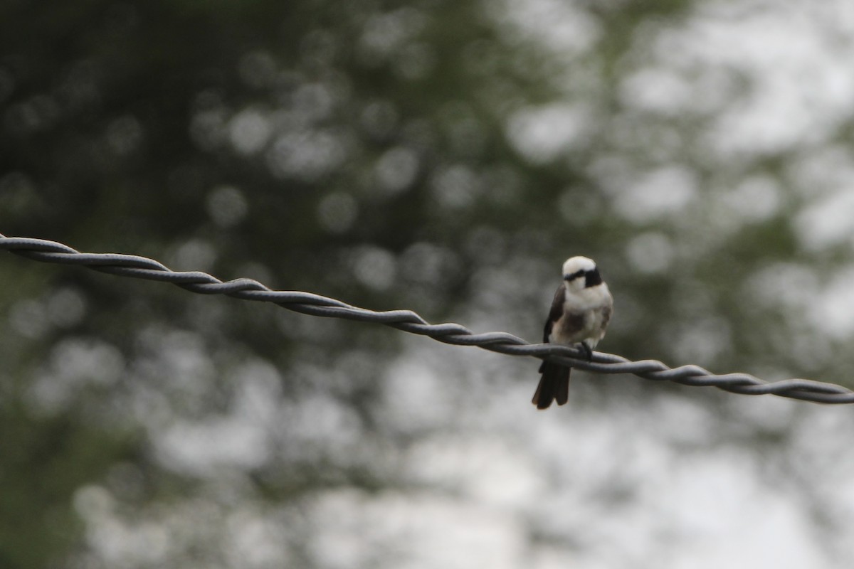 White-rumped Shrike - ML620759002