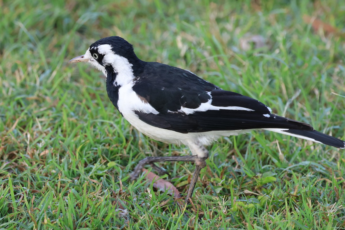 Magpie-lark - ML620759008