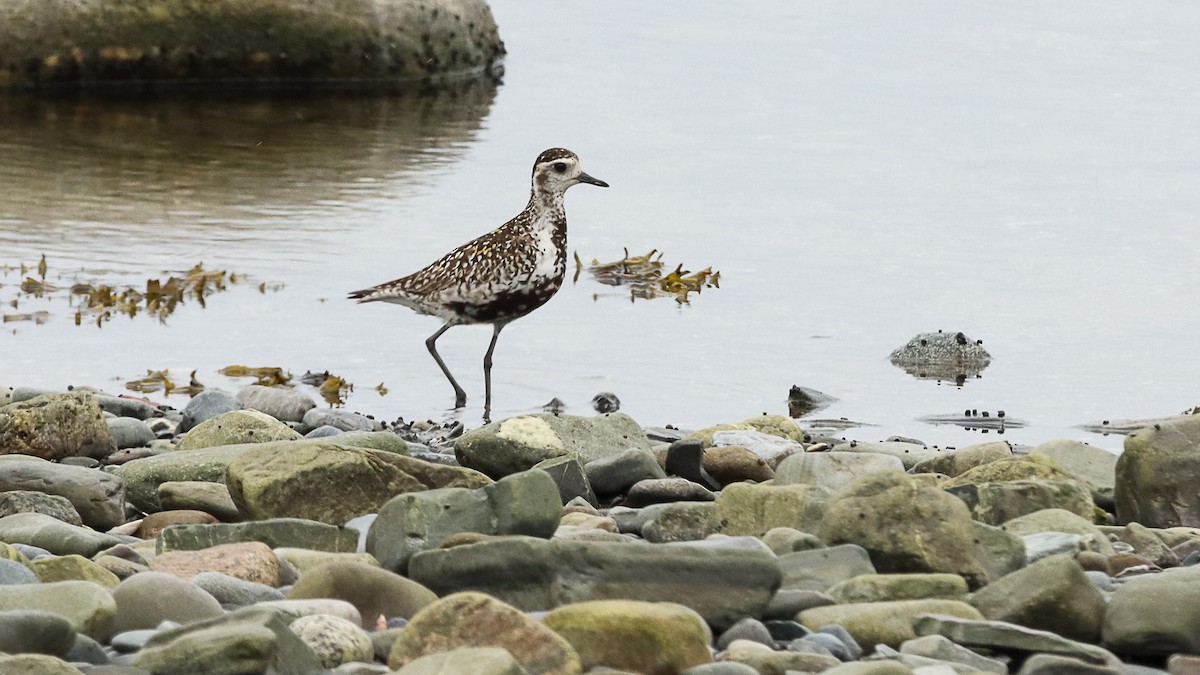 Pacific Golden-Plover - ML620759010