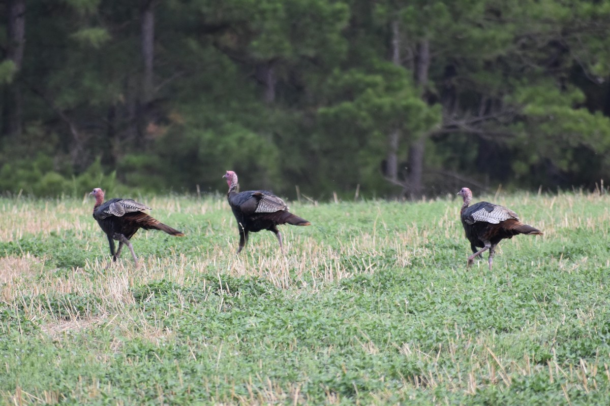 Wild Turkey - ML620759012