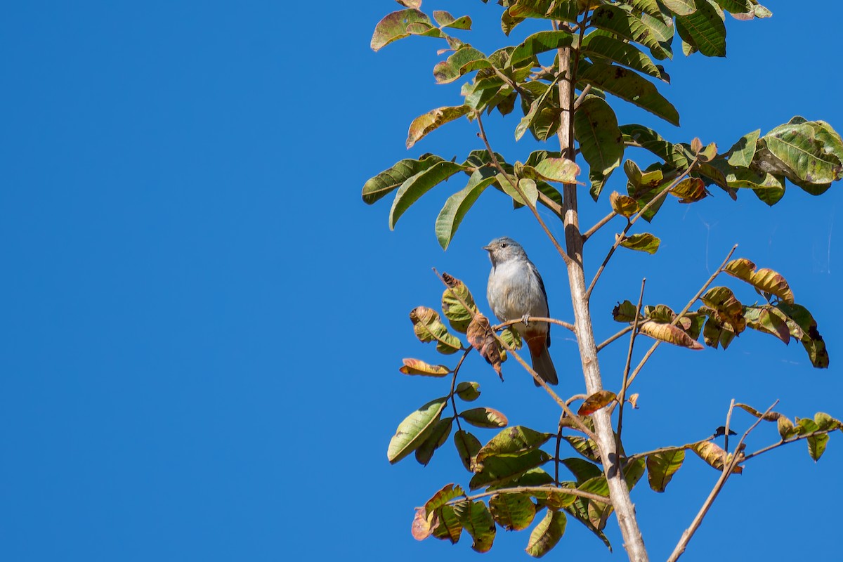 Chestnut-vented Conebill - ML620759016