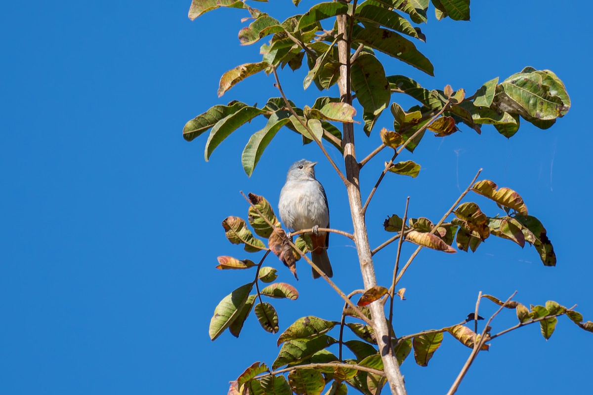 Chestnut-vented Conebill - ML620759018