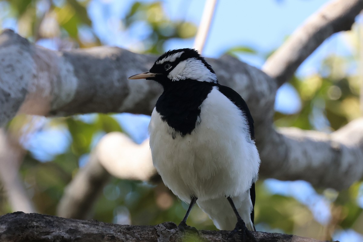 Magpie-lark - ML620759023