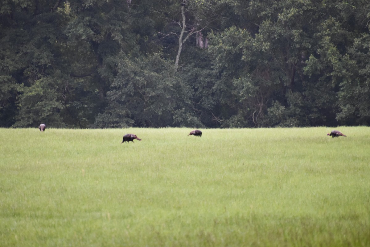 Wild Turkey - ML620759025