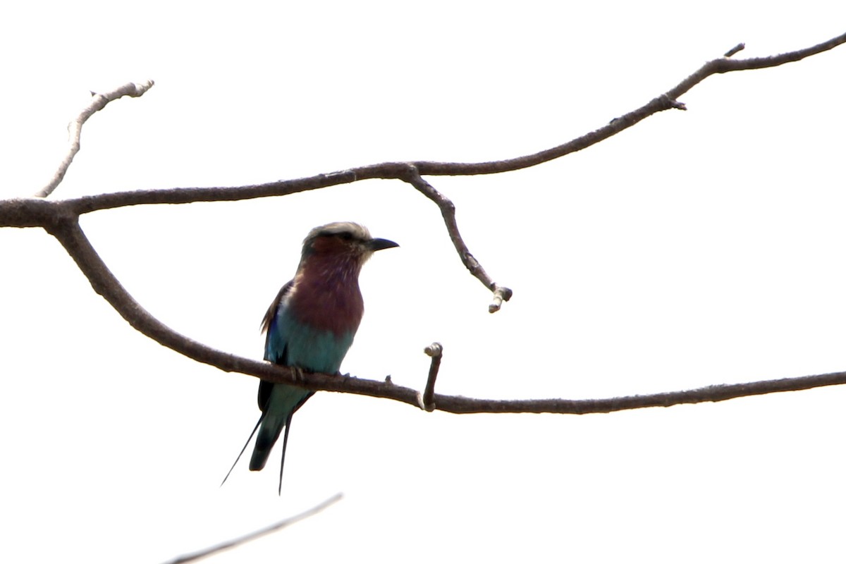 Lilac-breasted Roller - ML620759033