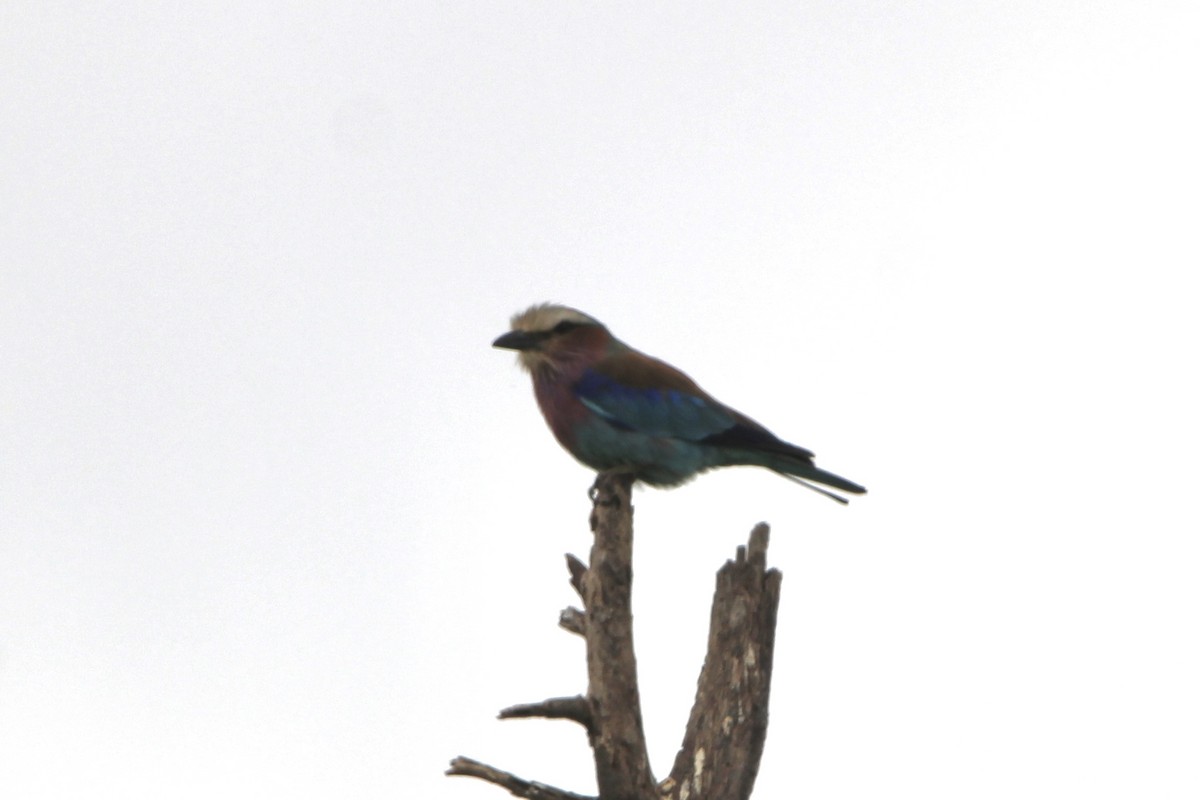 Lilac-breasted Roller - Anna Siegel