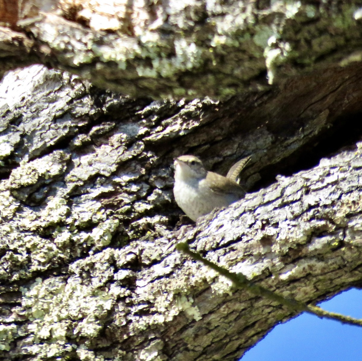 Bewick's Wren - Isaac Aronow