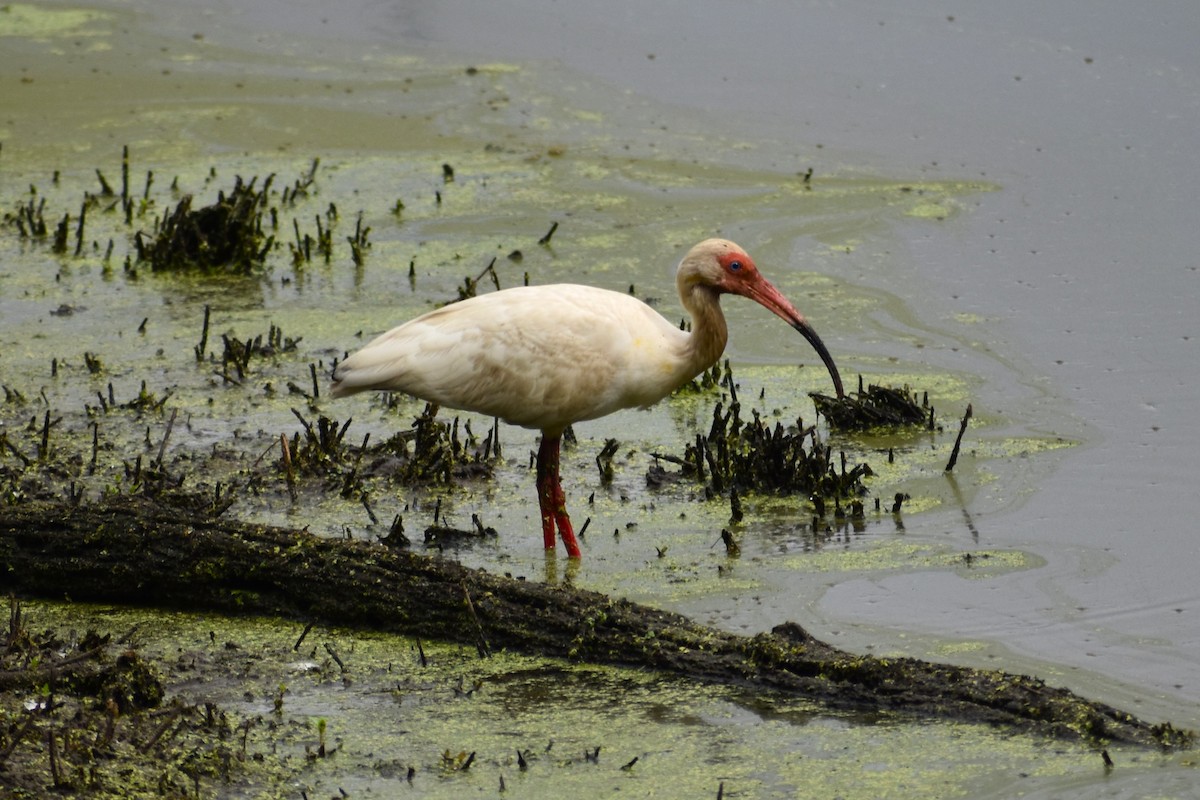 White Ibis - ML620759037